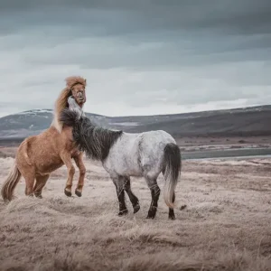 Energie sauvage – Islande