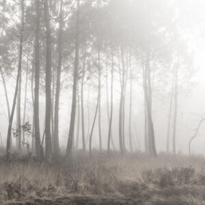 Murmure des pins – Landes