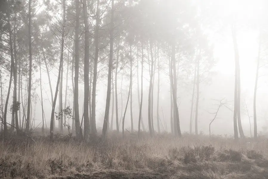 Le murmure des pins - Landes – Image 2