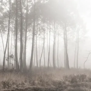 Le murmure des pins – Landes