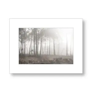 Murmure des pins – Landes