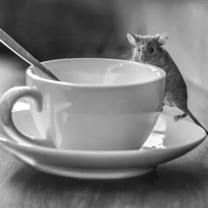 Tea Time