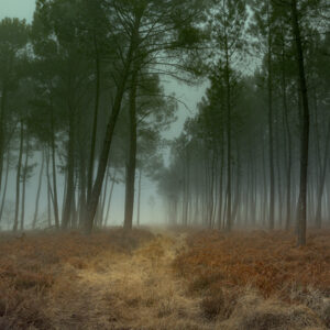 L’appel de la forêt