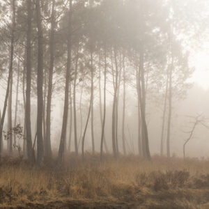 Le murmure des pins – Landes