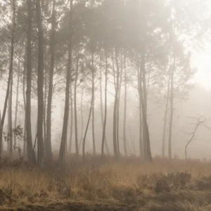 Le murmure des pins – Landes