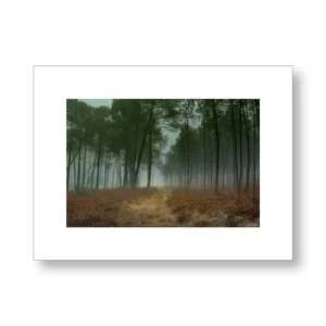 L’appel de la forêt