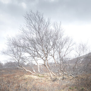 Solitaire nordique – Islande