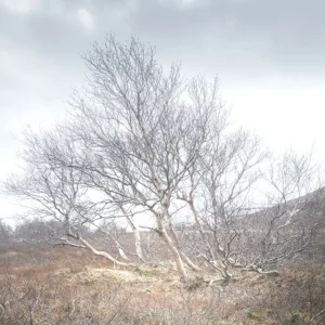 Solitaire nordique – Islande